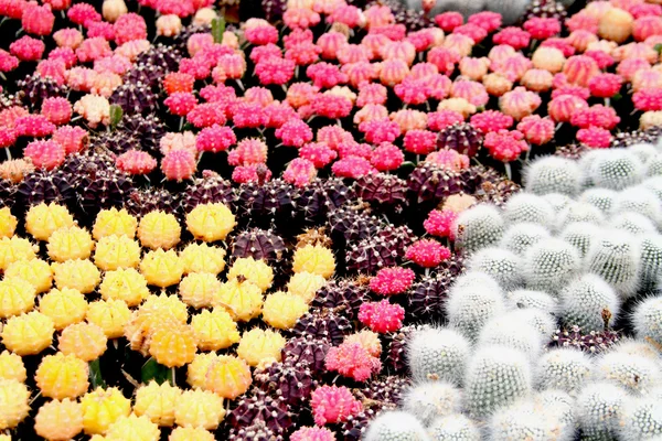 Kolor kaktus w szklarniach — Zdjęcie stockowe