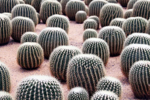 Cactus en invernaderos — Foto de Stock