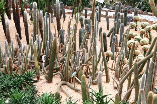 Az üvegházakban kaktusz — Stock Fotó
