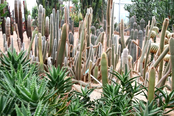 Cactus en invernaderos —  Fotos de Stock