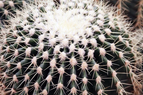 Cactus in kassen — Stockfoto