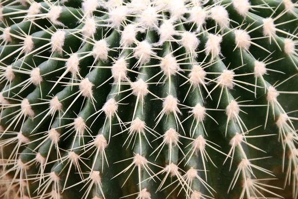 Cactus in kassen — Stockfoto
