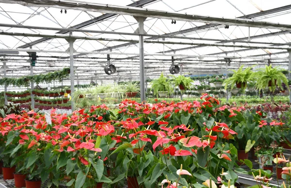 Květiny ve skleníku — Stock fotografie
