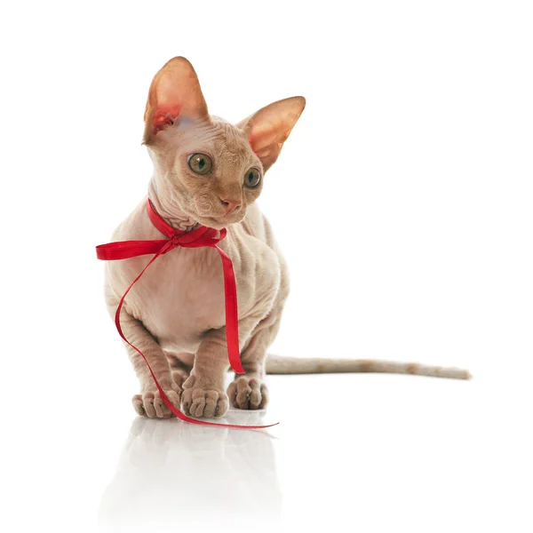 stock image Cat with bow