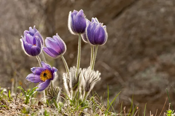 Ανατολική pasqueflower λουλούδια — Φωτογραφία Αρχείου