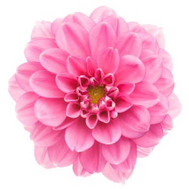Pink dahlia isolated clipart