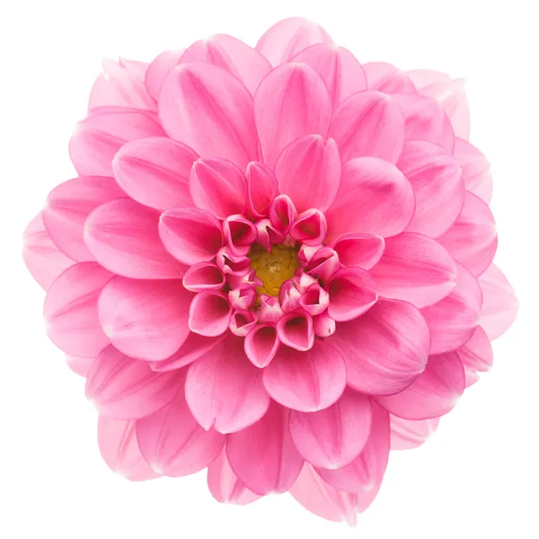 Pink dahlia isolated — Stock Photo, Image
