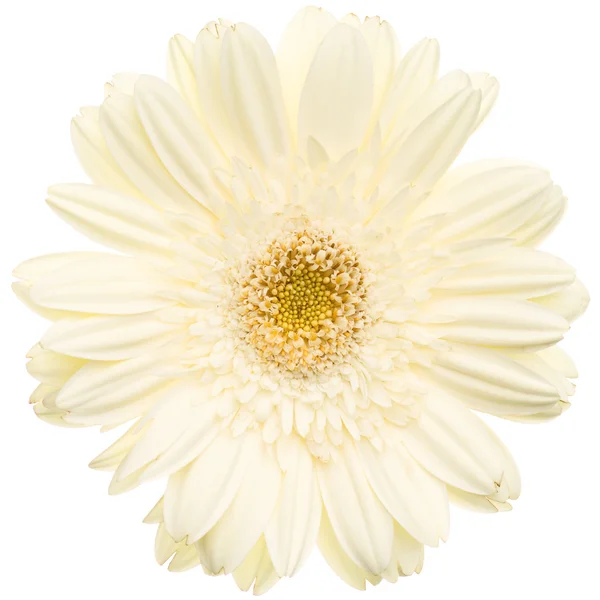 孤立的白色非洲菊 — 图库照片