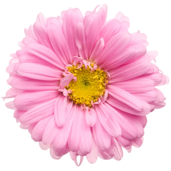 Różowy aster na białym tle — Zdjęcie stockowe
