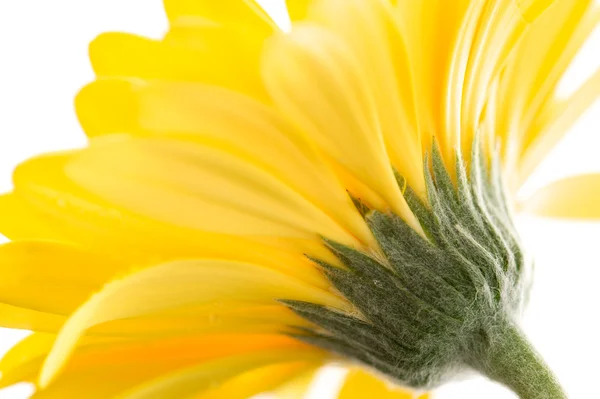 노란 gerbera 아름다움 — 스톡 사진
