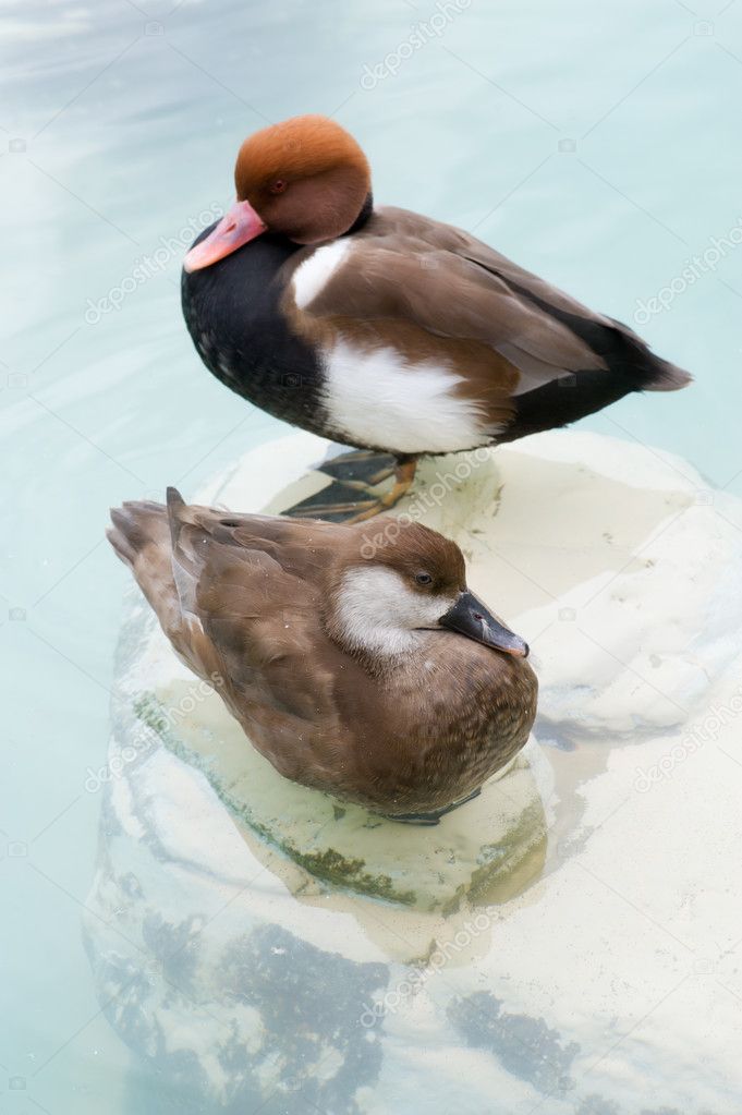 Two ducks resting