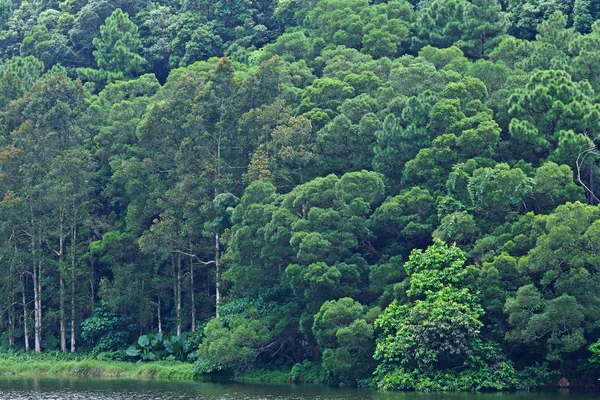 Lago con bosco — Foto Stock