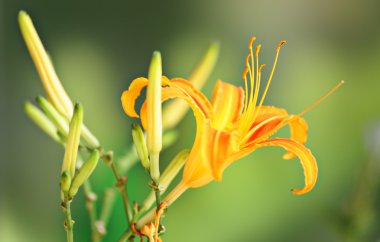 Turuncu hemerocallis çiçek