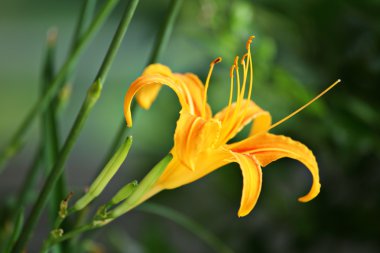 Turuncu hemerocallis çiçek