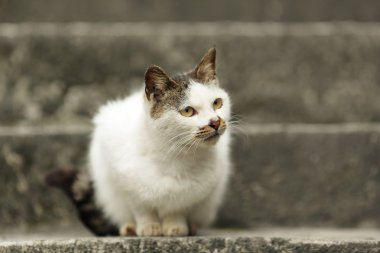 Şirin kedi.