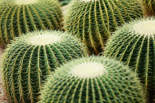 Impianto di cactus — Foto Stock
