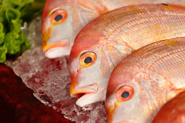 Ryby na prodej — Stock fotografie