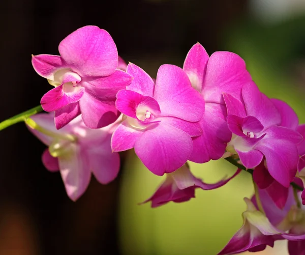 美しい蘭の花 — ストック写真