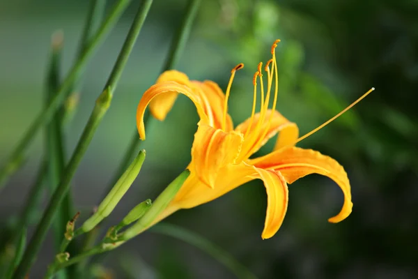 stock image Orange hemerocallis flower