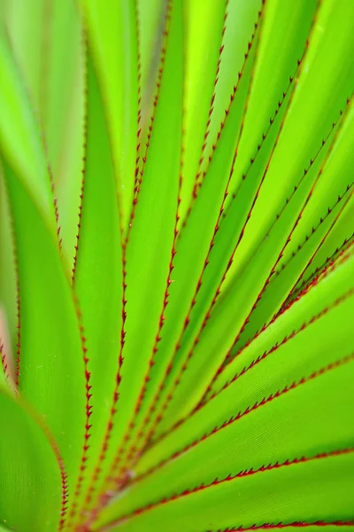 Zielony liść jako tło — Zdjęcie stockowe