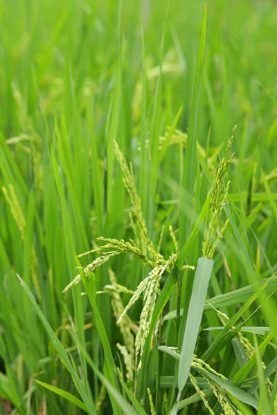 Arroz paddy verde — Fotografia de Stock