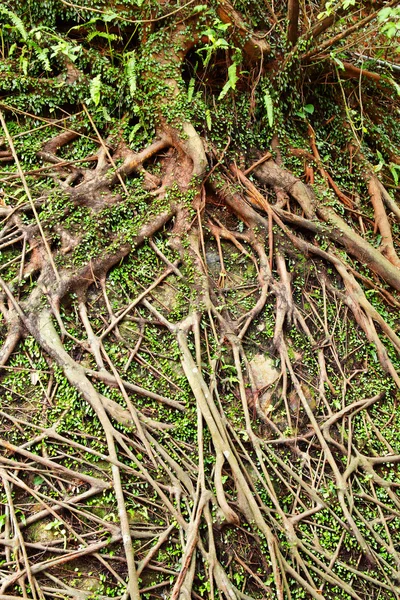Kořeny stromu — Stock fotografie