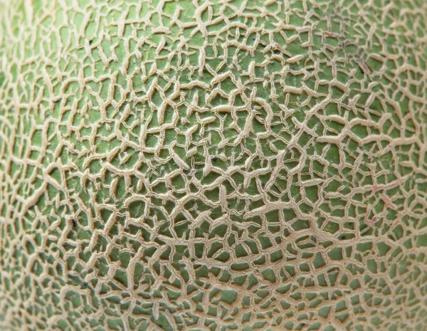 Melonskall av kantaloupe – stockfoto