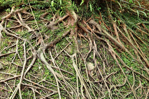 Tree root — Stockfoto