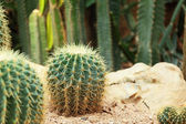 kaktusz a sivatagban