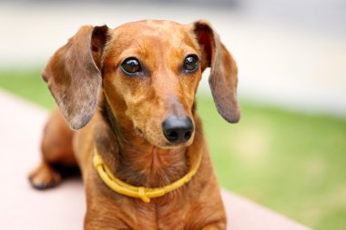 Dachshund Köpek