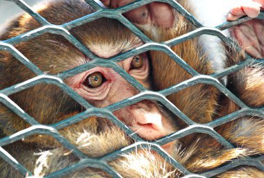 Sad monkey in cage clipart