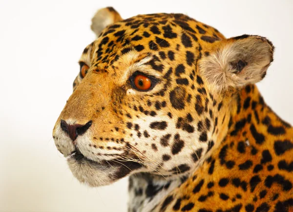 stock image Specimen jaguar