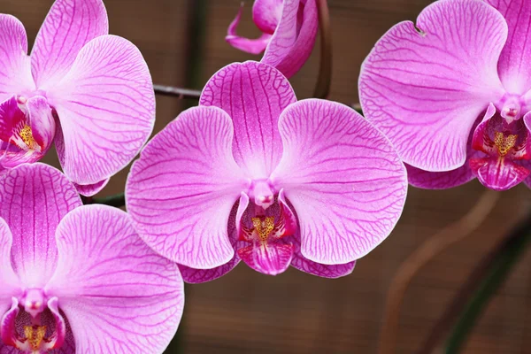 Lila orkidé — Stockfoto