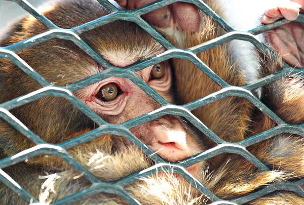 悲伤只猴子关在笼子里 — 图库照片