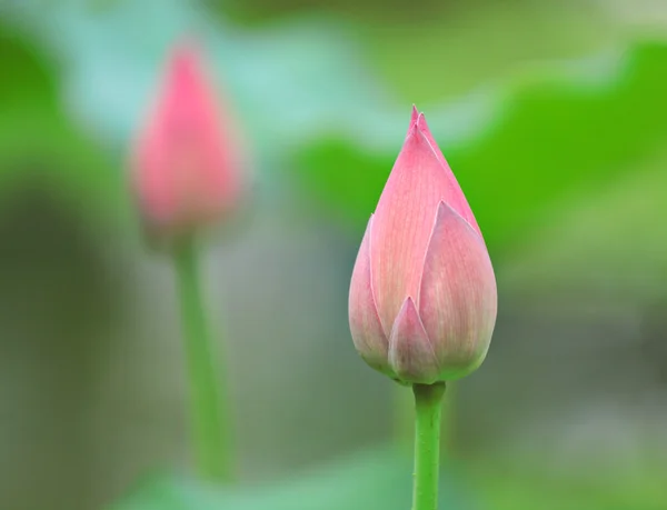 Lotus bud — Stok fotoğraf