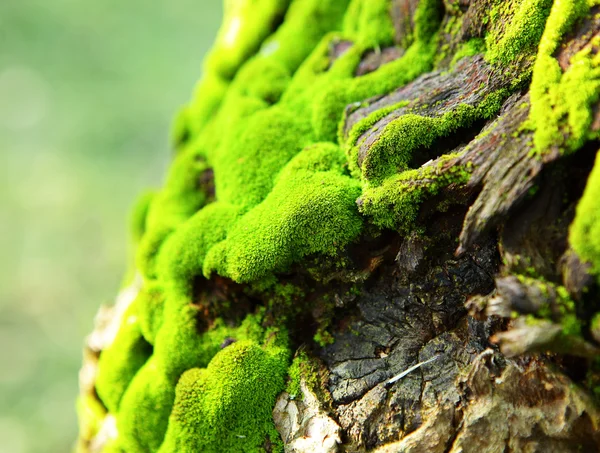 Green Moss — Stock Photo, Image