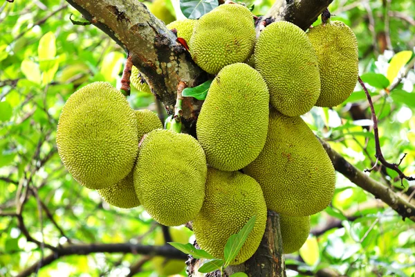 Jackfruit — Stock fotografie
