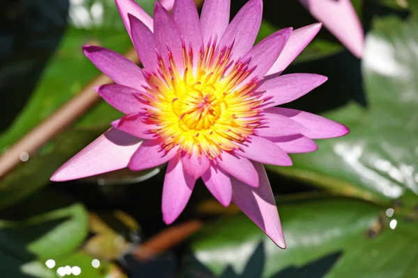 stock image Waterlily