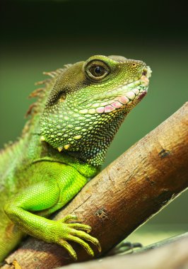 Green iguana on tree branch clipart