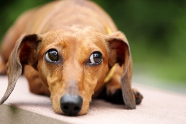 Dachshund Köpek Parkı