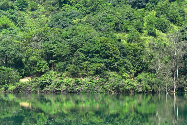 Green trees by the lake — Stock Photo, Image