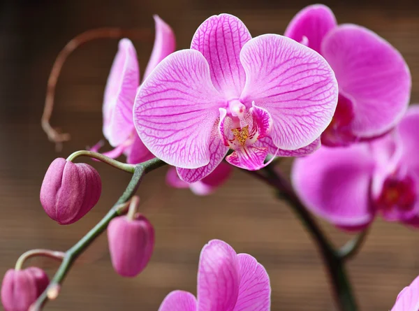 Vakker lilla orkideen – stockfoto