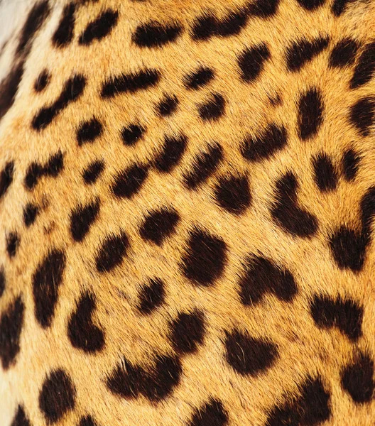 stock image Real Leopard Skin