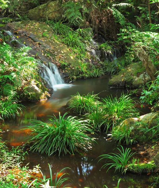 Water spring in jungle — Stock Photo, Image