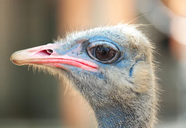 Ave avestruz — Fotografia de Stock
