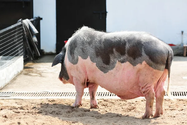 Ein fettes Schwein — Stockfoto