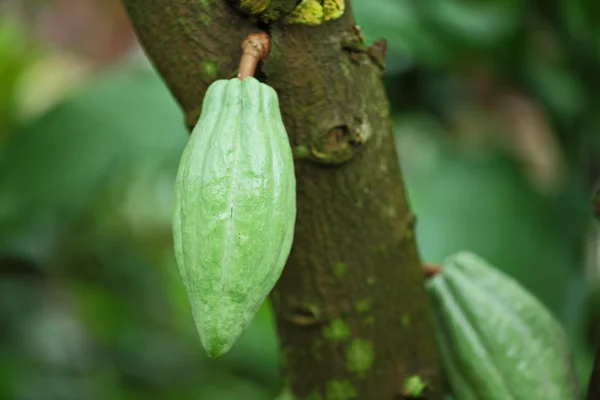 Vainas de cacao —  Fotos de Stock