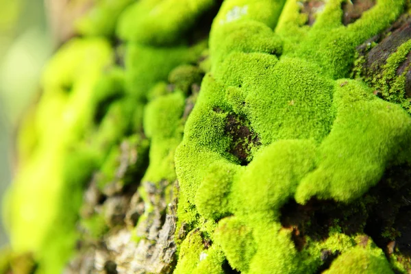 Moss fresco — Foto de Stock