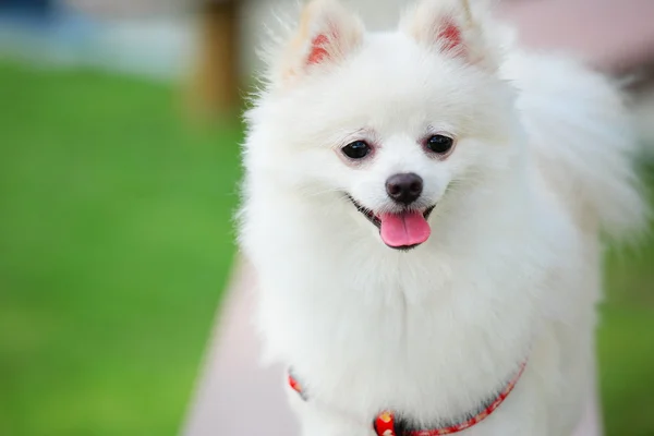 Fehér Pomerániai kutya — Stock Fotó