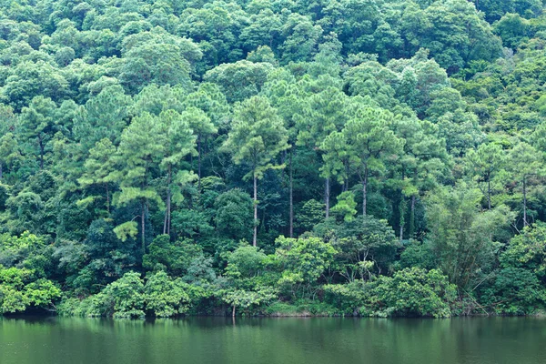 Lago con bosco — Foto Stock